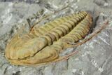 Hamatolenus vincenti Trilobite - Tinjdad, Morocco #86903-3